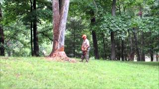 Cutting A Dangerous White Oak School Marm [upl. by Phelgon]