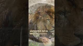 Die Kraft erwacht 🦁 Löwenportal 888 [upl. by Clintock]