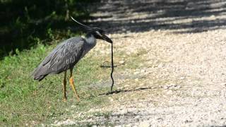 Yellow Crowned Night Heron vs Mud Snake [upl. by Eimarej]