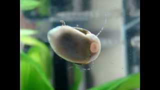 Closeup Nerite Snail cleans glass [upl. by Hartzel198]