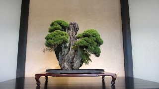 Omiya Bonsai Village [upl. by Haywood]