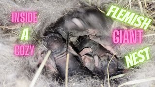 Flemish Giant newborn nest LIVE [upl. by Woodberry]