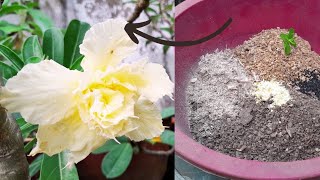 how to get continuous flowering in adenium plant  fertilizer for seedlings also gardening [upl. by Nueormahc]