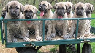 Kangal puppies turn 6 weeks old [upl. by Tennies]