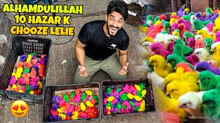 ALHAMDULILLAH 10000 K COLOURFUL CHICKS LE LIE😍  CHOOZE  BIRDS VLOG [upl. by Nnaitak]