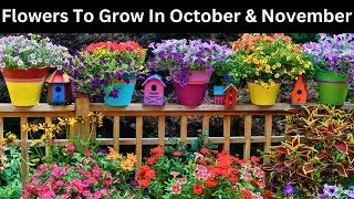 Flowers To Grow In October and November  Flowers to plant in October and November [upl. by Zolnay]