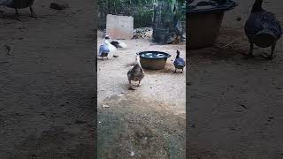 Muscovy duck duck duckbill lovelyduck swan meeting swans animals animalworld chicken [upl. by Eirojam654]