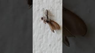 Jumping Spider rotates its meal [upl. by Elocen899]