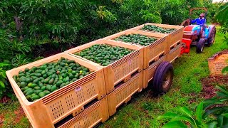 Amazing Avocados Farming and Harvesting  Avocados from Mexico 🇲🇽 🥑 [upl. by Adirf592]