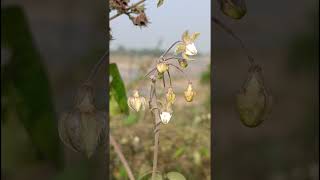 Pergularia daemia Asclepiadoideae family trending nature forest flower garden gardening [upl. by Darooge]