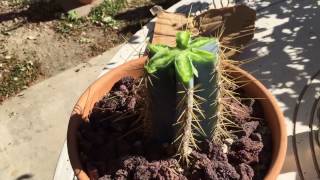 How to cut a damaged cactus to get it to produce new growth [upl. by Airotahs126]