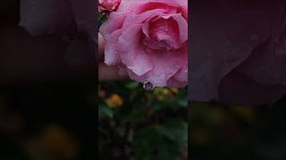 Big raindrops amp beautiful rose 🩵🌹in my garden mygarden rose naturelovers [upl. by Notecnirp782]