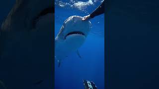 the nictitating membrane is protecting their eye savesharks tigershark ocean sharkdiver sharks [upl. by Glennie908]