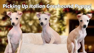 Picking Up our New Italian Greyhound Puppy [upl. by Lorimer]