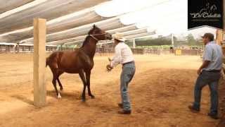 ESPECIAL Cabezal Sierra Horse Halter  wwwdelcaballistacom HD [upl. by Gilbertson]