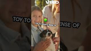 Mastering Pet Introductions Stress Free Tips [upl. by Jestude]