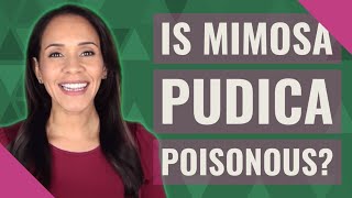 Is Mimosa pudica poisonous [upl. by Guglielmo]