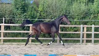 2022 Dutch Dressage gelding by Margrait vd Watermolen x Ampère [upl. by Engapmahc]