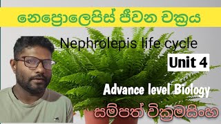 නෙප්‍රොලෙපිස් ජීවන චක්‍රය Nephrolepis life cycle advancedlevelsinhala unit4 [upl. by Josephina]