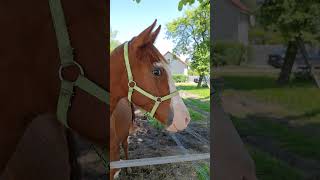 A cute colt neighing Play it to horses and watch   Ogierek rży [upl. by Torrey738]