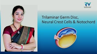 Embryology of Trilaminar Germ Disc Neural Crest Cells amp Notochord by Dr Rajitha Vanga [upl. by Ymeon]