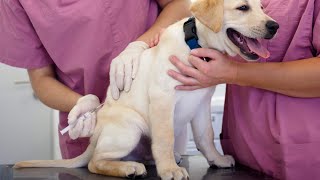 Pre and post bite rabies vaccine schedule in Dog 🐕🐶 [upl. by Yeldua184]