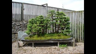 Deciduous beech Nothofagus gunnii [upl. by Onurb]