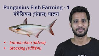 Pangasius Fish Farming [upl. by Ennirroc]