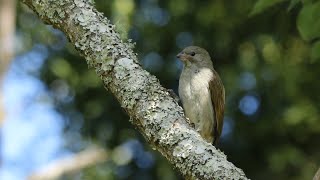 Lesser Honeyguide calling from its favoured songpost [upl. by Demeter262]