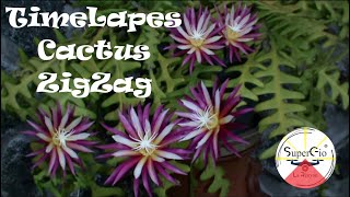 Hyperlapes Selenicereus anthonyanus Cactus ZigZag [upl. by Beker]