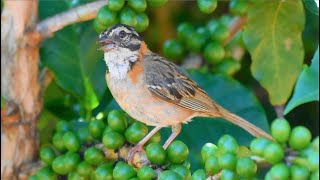 Canto de Tico tico para acalmar e estimular seus pássaros gravado ao vivo na natureza [upl. by Gloriana872]