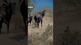 Wow 😘 reaction bull 😘 cow 2018 cowbeauty unfrezzmyaccount cneᴅɪᴛᴢ october2018 cowlove animal [upl. by Norra]