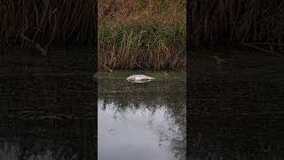 Dead cygnet in the Sankey canal sadly we found one of Cloud and Skyes cygnets dead [upl. by Abby764]