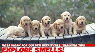 Nose Work for Golden Retrievers Training Tips [upl. by Alyosha]