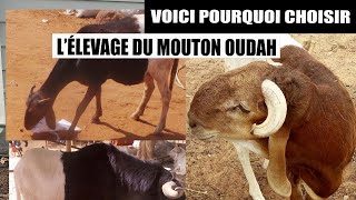 Elevage du Mouton OUDAH [upl. by Lever]