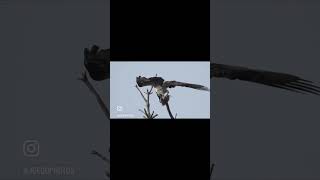 Osprey Balancing Act osprey bird nature [upl. by Nehpets]