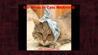 Ear Mites In Cats WARNING on Treatment For Cat Ear Mites [upl. by Ydda956]