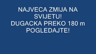 NAJVECA ZMIJA NA SVIJETU DUGACKA CAK 180 m POGLEDAJTE [upl. by Airotna378]