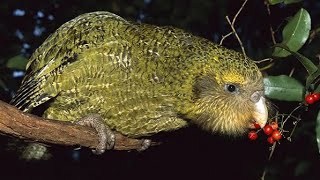 Kakapo The Unique Flightless Parrot of New Zealand [upl. by Notgnirrab254]