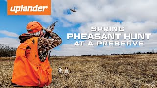 Uplander Hunts  Spring Pheasant Hunt at a Preserve [upl. by Nollad]