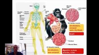 Motor Mechanisms [upl. by Savanna]