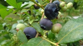 Blaubeeren und Cranberrys einfach genial anbauen und mächtig ernten [upl. by Yclehc]