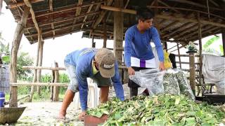 Corn Silage Making in Lupao Nueva Ecija Philippines [upl. by Philips]