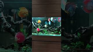 Client Project  Aquascape Natural 220cm x Ikan Discus discus discusfish santigi aquascape [upl. by Tyoh]