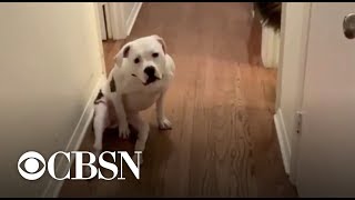 Paralyzed dog gets wheelchair [upl. by Bowman]