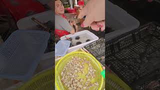 Discovering Exotic Seafood At Haikou Hainan China Seafood Market Snails Sea Worms And Urchins [upl. by Ludly]