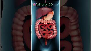 How Painkillers Work  By Animation 3D shortsyt ytstudio ytshort ytviral ytshorts [upl. by Turpin2]