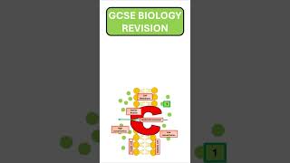 GCSE Biology Active Transport Revision [upl. by Davida]