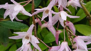 Dendrobium moniliforme [upl. by Micheal]