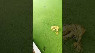 08033193602 Azolla plants training package with 15ft by 30ft azolla pond in Nigeria [upl. by Eeryt]